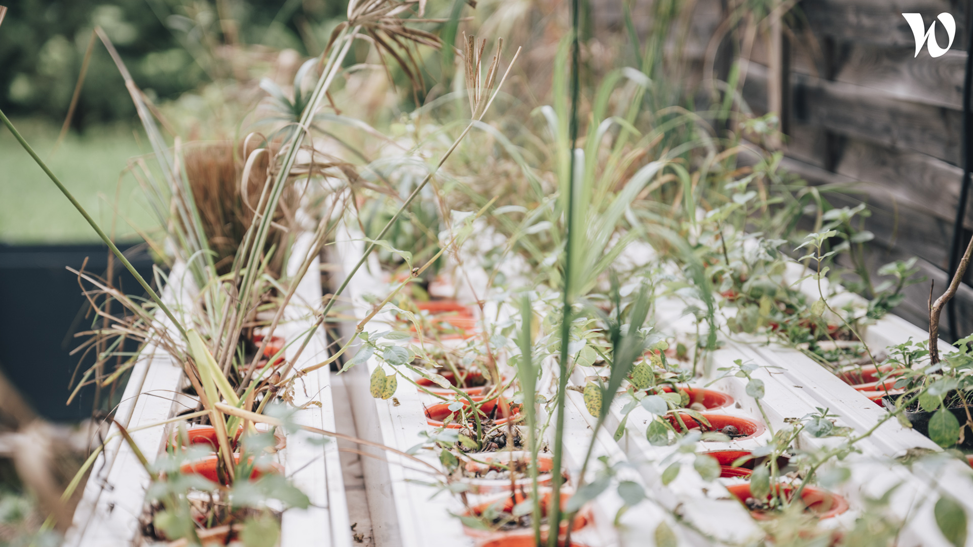 plantes R&D