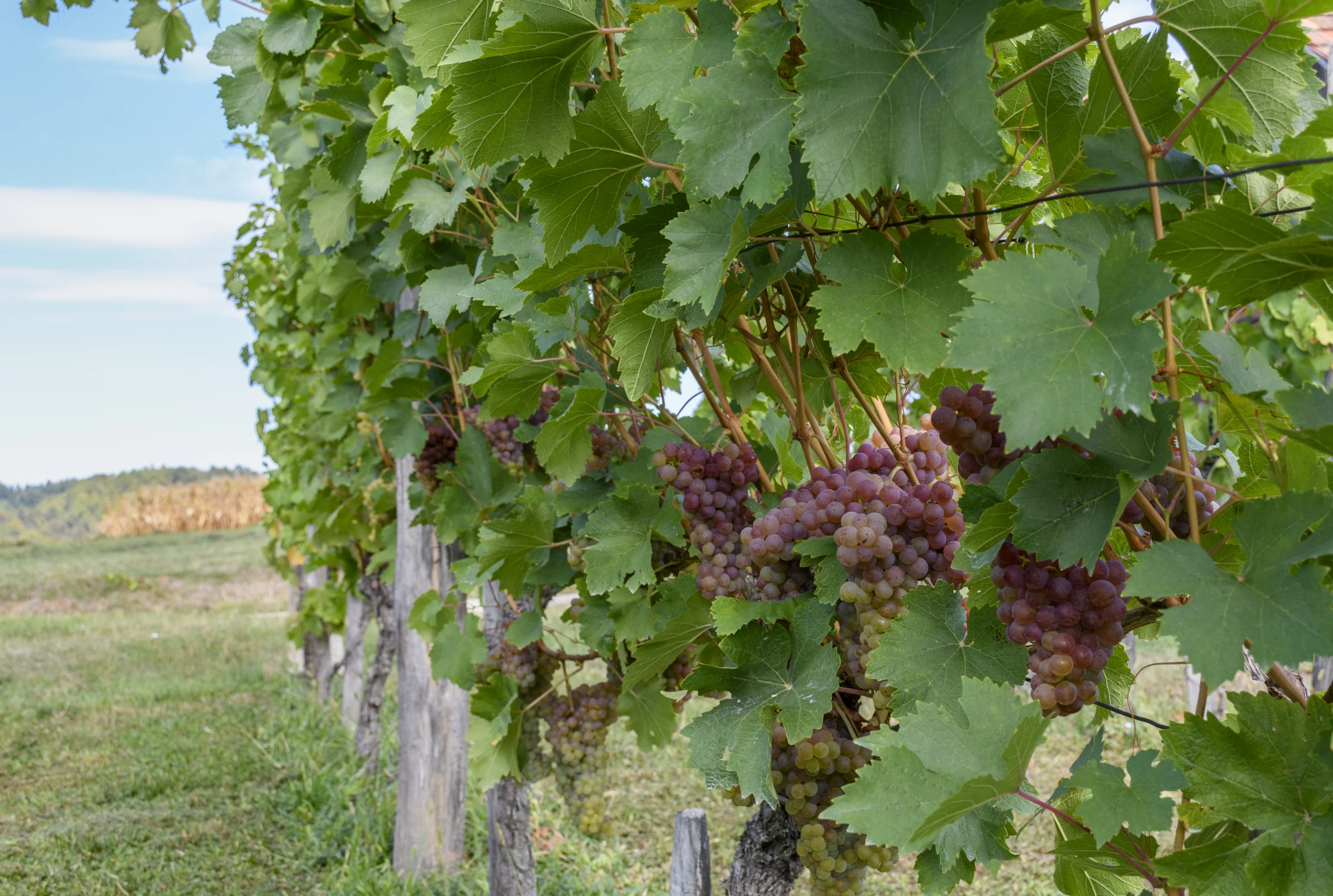 vignes